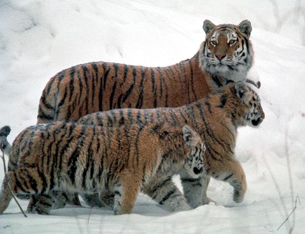 Siberian Tigers and Amur Tigers are beautiful but extremely rare in the wild and need our support.