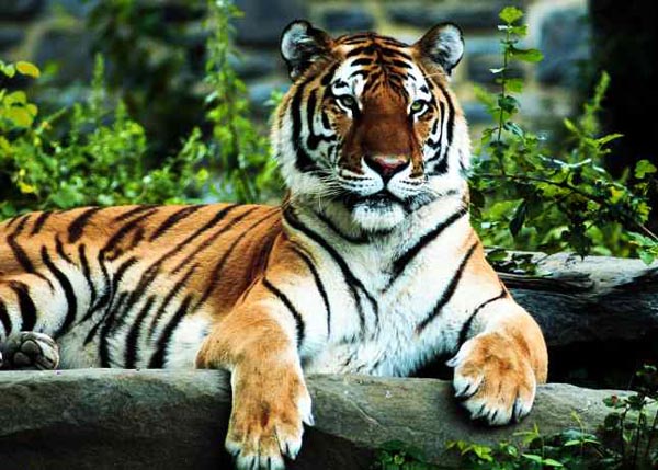 Siberian Tigers and Amur Tigers are beautiful but extremely endangered and need our conservation help.