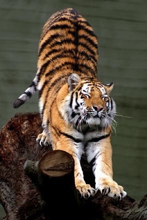 Siberian Tigers and Amur Tigers are beautiful but extremely rare in the wild and need our conservation help.