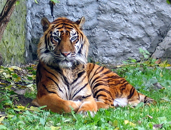The Sumatran Tigers are beautiful but are virtually extinct in the wild and desperately need our conservation support and help.