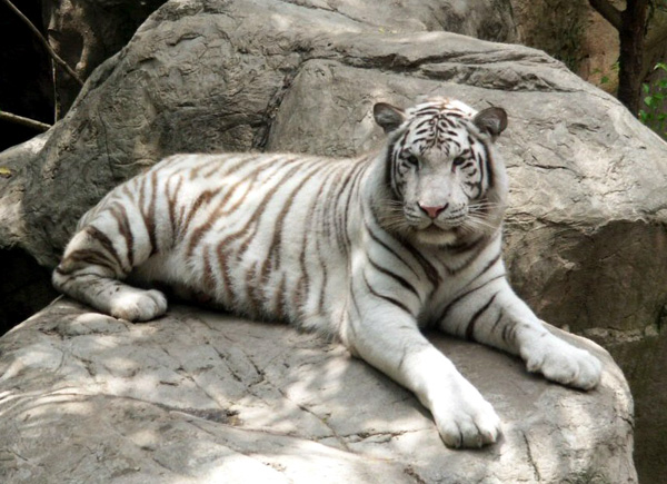 The White Tigers are beautiful but are virtually extinct in the wild and desperately need our conservation support and help.