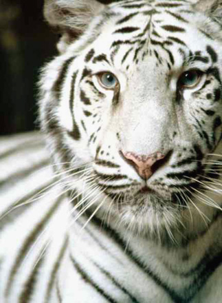 White Tigers Eyes