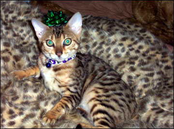 Foothill Felines Tiggy, a gorgeous leopard spotted SBT Bengal female of very high quality!