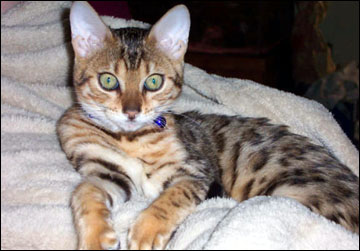 Foothill Felines Tiggy, a gorgeous leopard spotted SBT Bengal female of very high quality!