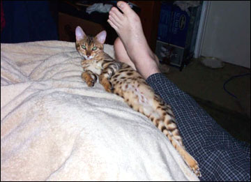 Foothill Felines Tiggy, a gorgeous leopard spotted SBT Bengal female of very high quality!