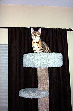 Foothill Felines Tiggy, a gorgeous leopard spotted SBT Bengal female of very high quality!