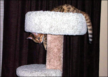 Foothill Felines Tiggy, a gorgeous leopard spotted SBT Bengal female of very high quality!