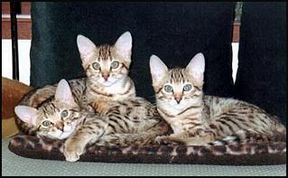 3 male Bengal kittens out of Foothill Felines Tsunami, a top show quality leopard spotted SBT Bengal male