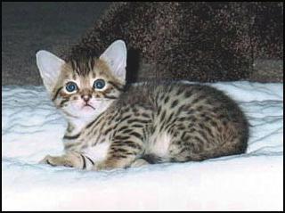 Top quality spotted male Bengal kitten out of Foothill Felines Tsunami