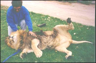 Rocky, a very rare male rescued lion at Tiger Touch Sanctuary, with Barbary and Cape lion characteristics.