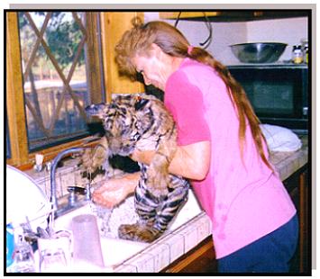 Giving Detonator, a baby Bengal Tiger cub, a bath in the kitchen sink!