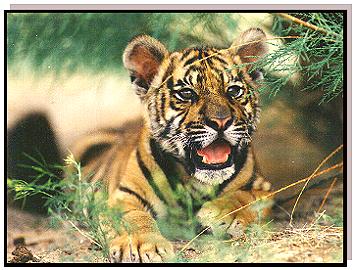 Gorgeous Bengal Tiger cub, Detonator!