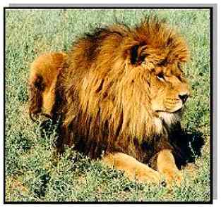 Rare Cape or Barbary Lion descendant, Rocky, from Tiger Touch exotic endangered feline sanctuary in Nevada, USA.