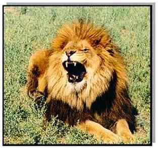 A great photo of a lion yawning in the sunshine!