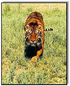 Detonator, a stunning resident Bengal Tiger