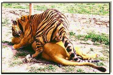 Lion and Tiger Play-Wrestling