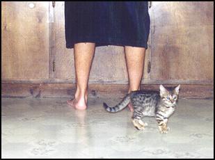 Learn to ice skate on your own kitchen floor when young kittens are out and about!