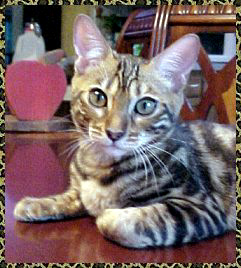 Indra, an exceptionally sweet tempered marbled Bengal female!