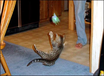 Foothill Felines Max, a gorgeous leopard spotted SBT Bengal male, with his new mommy!