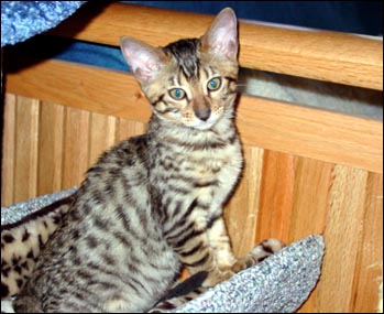 Foothill Felines Max, a gorgeous leopard spotted SBT Bengal male, with his new mommy!