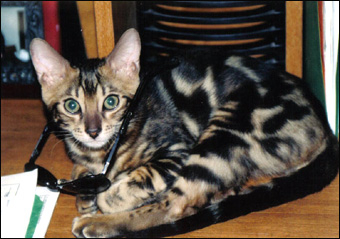 Ramses, a gorgeous, top quality marble Bengal male, at 7 months old!