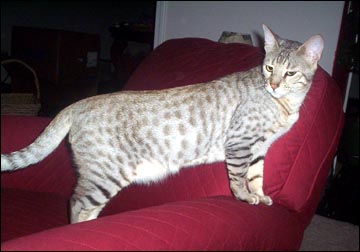 Foothill Felines Thistle, a gorgeous, silver leopard spotted Bengal male, at 1 year old!