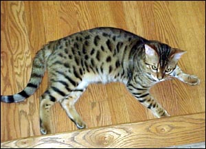 Foothill Felines Moodie's Little Boy named THOMAS, a gorgeous, highly glittered brown spotted leopard Bengal male, at 6 months old!