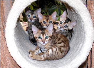 Vida Mia and Peyote's beautiful kittens at 10 weeks old, part of Foothill Felines Bengals breeding program!