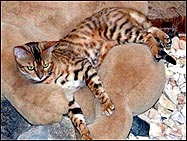 Starbengal Vida Mia of Foothill Felines