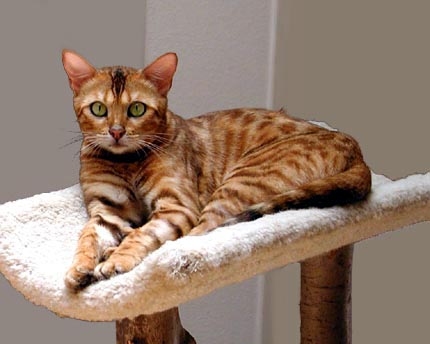 Vida is the epitome of feminine, powerful, athletic, muscular Bengal females - and she was a wonderful mother!!