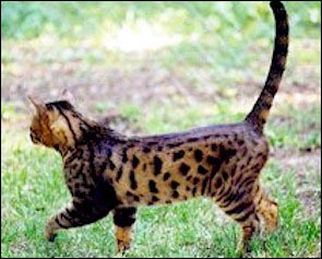 Bridlewood Wallstreet, another handsome spotted Bengal ancestor!