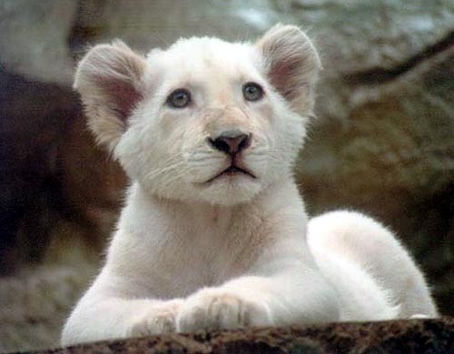 A young white male lion