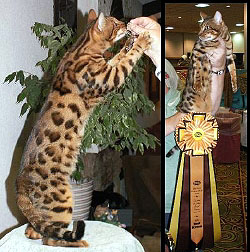 CH Cazpurr X Factor of Junglekatz