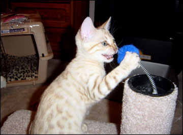 Foothill Felines Yukiko of Hampton, busy at play!!