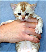 Lovely seal mink spotted female Bengal kitten at 4 weeks old!