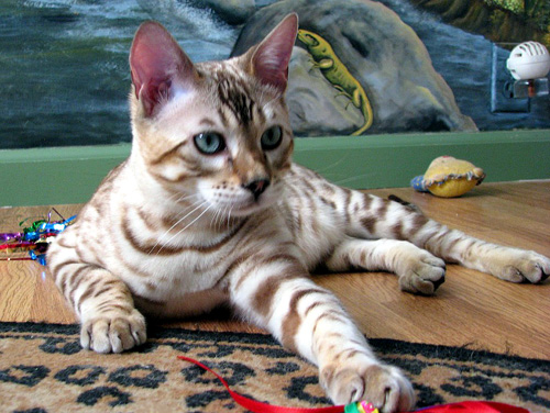 Hampton Yukon of Foothill Felines, at 5 months old, a gorgeous seal mink rosetted snow Bengal male stud for breeding.