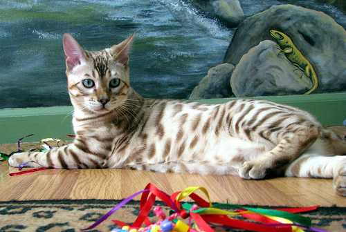 white spotted bengal cat