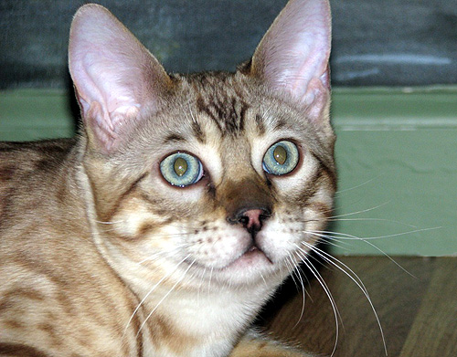 Handsome, glittered, rosetted Yukon, grandson of our own Mochamelo; a seal mink snow Bengal of great beauty with rosettes, big bone, wild profile, and lots of loving ways!