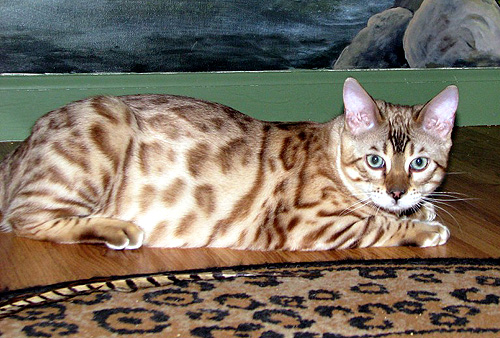 Hampton Yukon of Foothill Felines, at 5 months old, a gorgeous seal mink rosetted snow Bengal male stud for breeding.