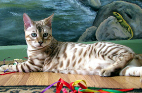 Hampton Yukon of Foothill Felines at 5 months old