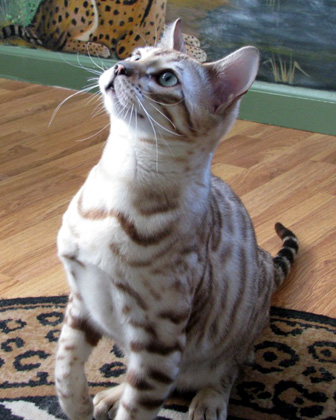 Hampton Yukon of Foothill Felines, at 5 months old, with rosettes galore, glitter, a clear coat, and wild head and profile.