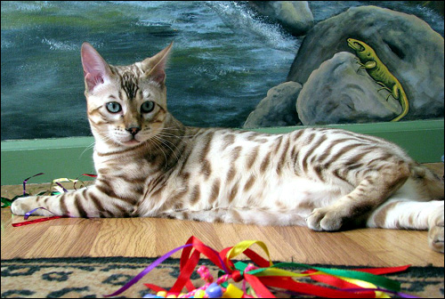 Hampton Yukon of Foothill Felines, with defined shaded rosettes, glitter, a clear coat, and wild head and profile.  He is a breathtaking seal mink
spotted snow Bengal.