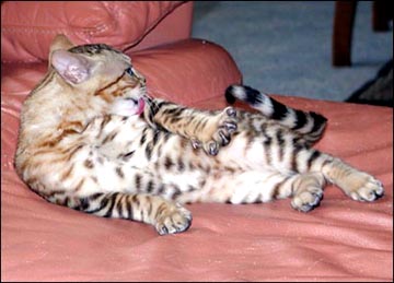 Foothill Felines Zeus of Marechal Cattery, showing off his whited tummy!