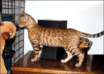 Foothill Felines Zeus of Marechal Cattery, showing off his awesome rosettes and rich gold color!