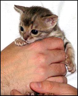 Beautiful Blue Bengal Kitten Foothill Felines Moodie Blue at 3 weeks old