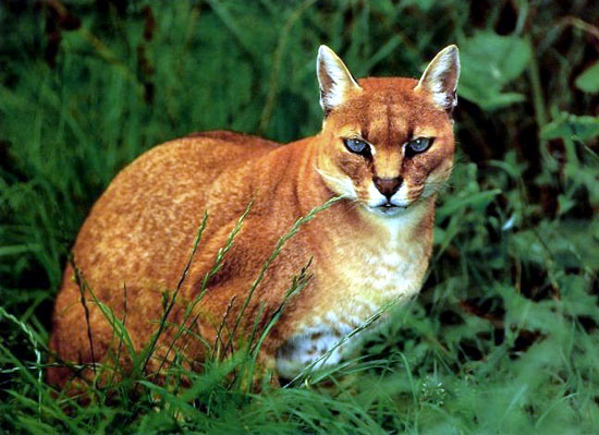 The African Golden Cat is reclusive and rare