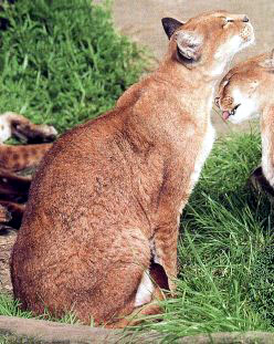 The African Golden Cat is reclusive and rare