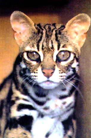 Asian Leopard Cat