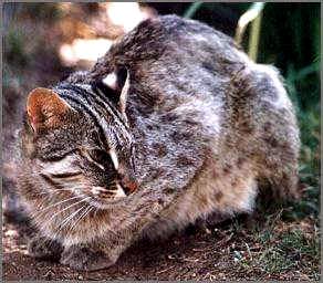 The Wild Asian Leopard Cat