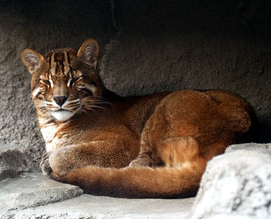 The Asian Golden Cat is reclusive and rare